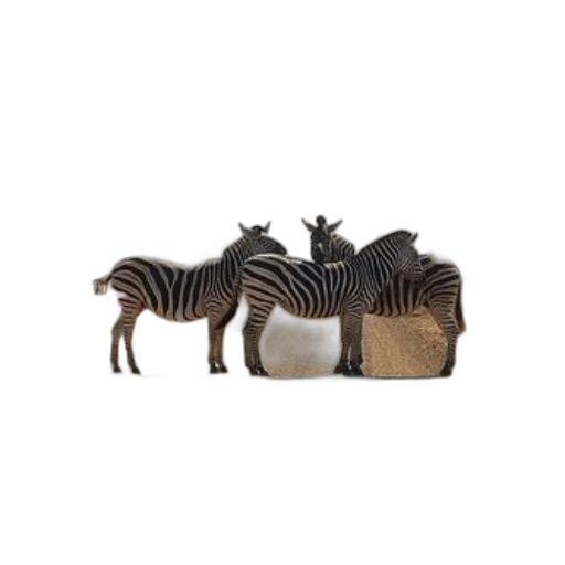 animal, furniture, shoes, food transparent PNG cut-out