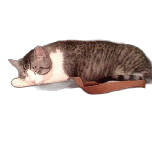 staff, shoes, animal, furniture transparent PNG cut-out