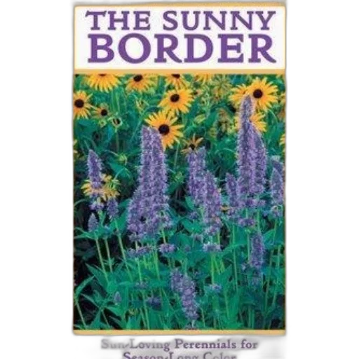 flower, sunny, border, sun-loving transparent PNG cut-out