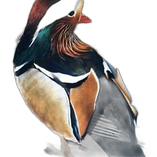 animal, watercolor, photorealistic, concept art transparent PNG cut-out