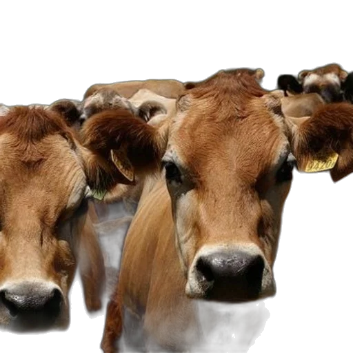 animal, food, photorealistic, group transparent PNG cut-out