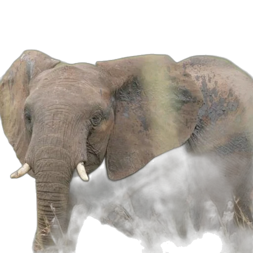 animal, creature, photorealistic, 3d render transparent PNG cut-out