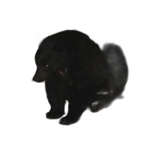 animal, creature, staff, face transparent PNG cut-out