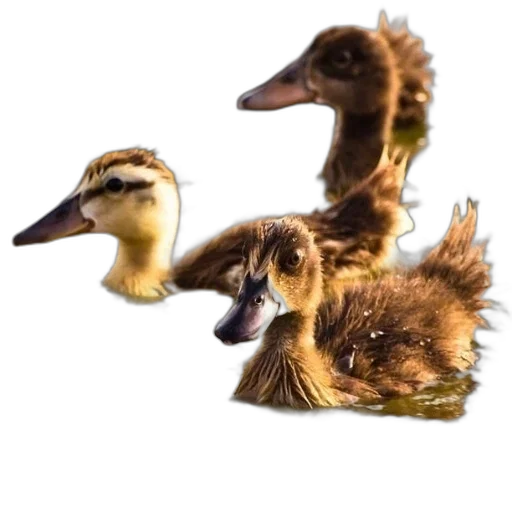 animal, creature, 3d render, photorealistic transparent PNG cut-out