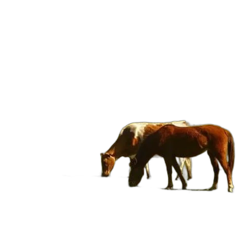 animal, creature, furniture, food transparent PNG cut-out