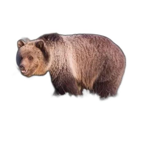 animal, creature, food, face transparent PNG cut-out