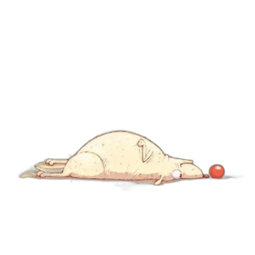 food, animal, creature, hat transparent PNG cut-out