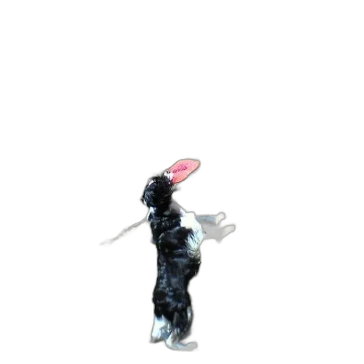 staff, animal, hair, creature transparent PNG cut-out