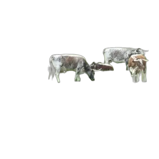 animal, weapon, furniture, jewelry transparent PNG cut-out