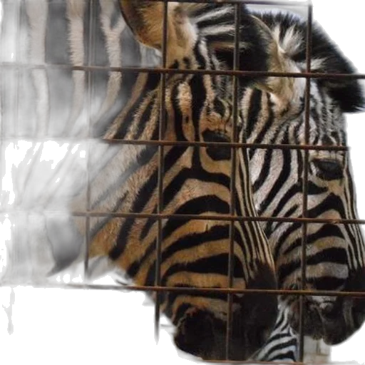 animal, mask, face, creature transparent PNG cut-out