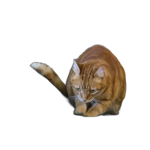 animal, staff, creature, weapon transparent PNG cut-out