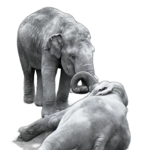 animal, photorealistic, concept art, 3d render transparent PNG cut-out