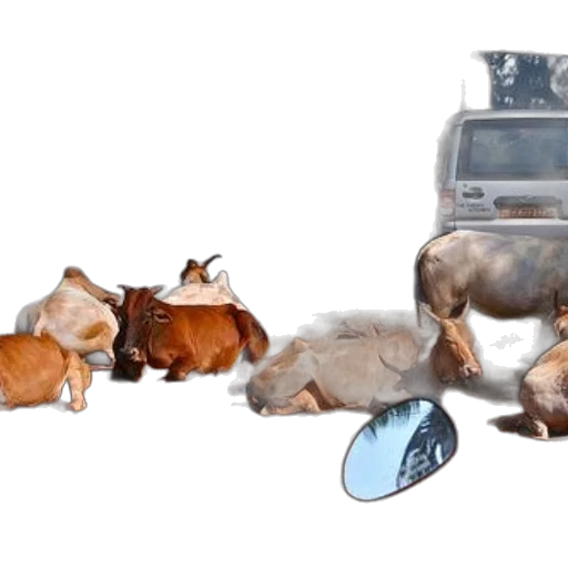car, food, animal, concept art transparent PNG cut-out
