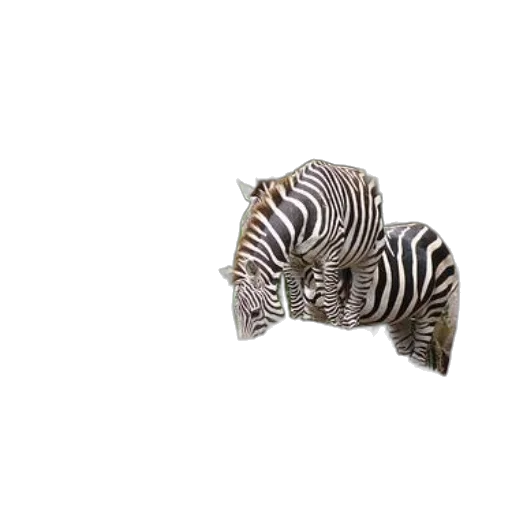 animal, jewelry, furniture, creature transparent PNG cut-out