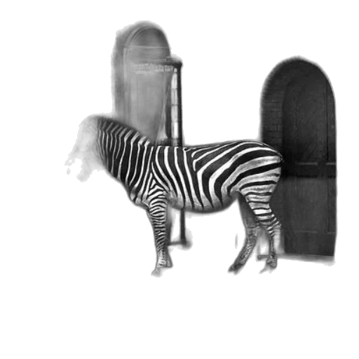 furniture, animal, shoes, creature transparent PNG cut-out