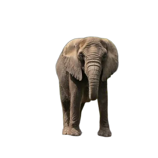 animal, creature, staff, face transparent PNG cut-out