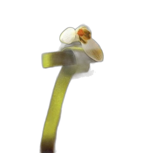 staff, flower, weapon, sword transparent PNG cut-out