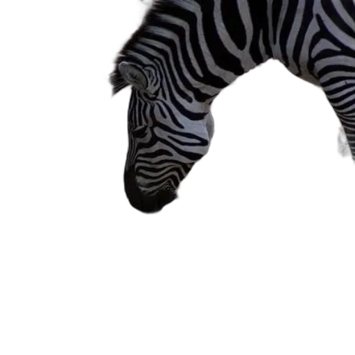animal, creature, shoes, hat transparent PNG cut-out