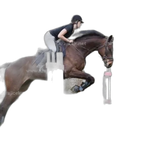 animal, sword, staff, photorealistic transparent PNG cut-out