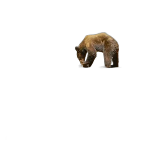 animal, creature, face, weapon transparent PNG cut-out