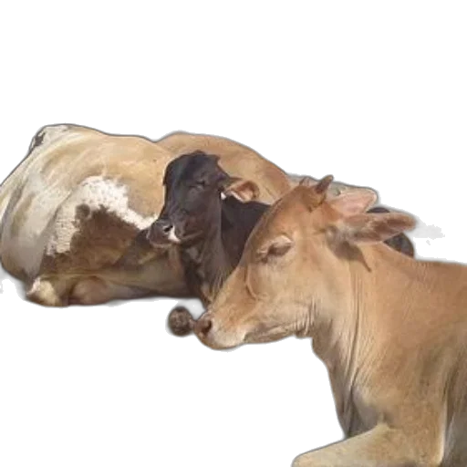 animal, food, hair, creature transparent PNG cut-out