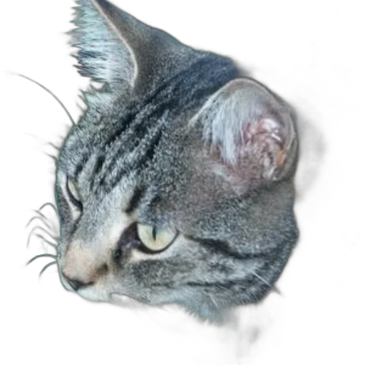 animal, staff, creature, face transparent PNG cut-out