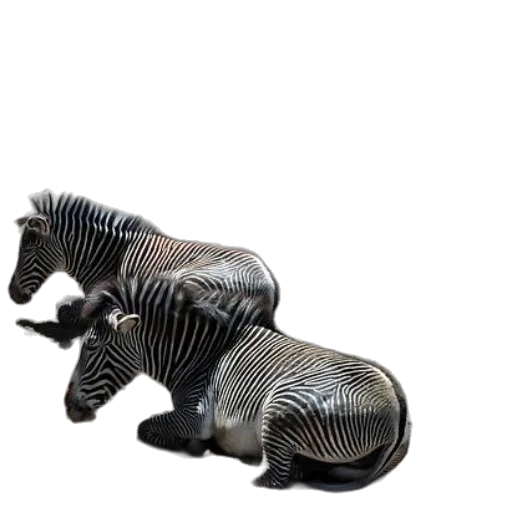 animal, furniture, creature, shoes transparent PNG cut-out