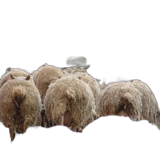 hat, animal, hair, furniture transparent PNG cut-out
