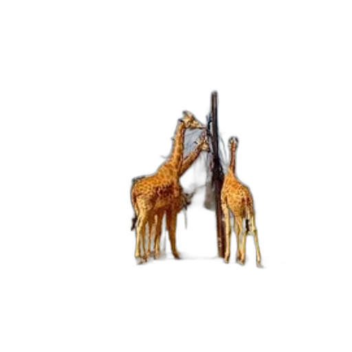 animal, jewelry, staff, furniture transparent PNG cut-out