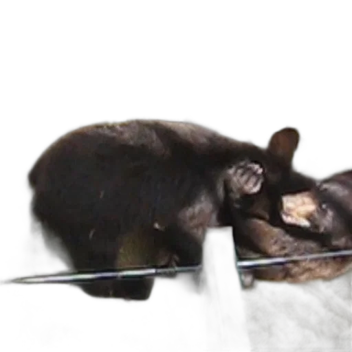 animal, staff, concept art, snow transparent PNG cut-out