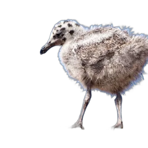 animal, creature, photorealistic, concept art transparent PNG cut-out