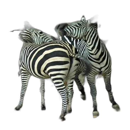 animal, jewelry, furniture, creature transparent PNG cut-out