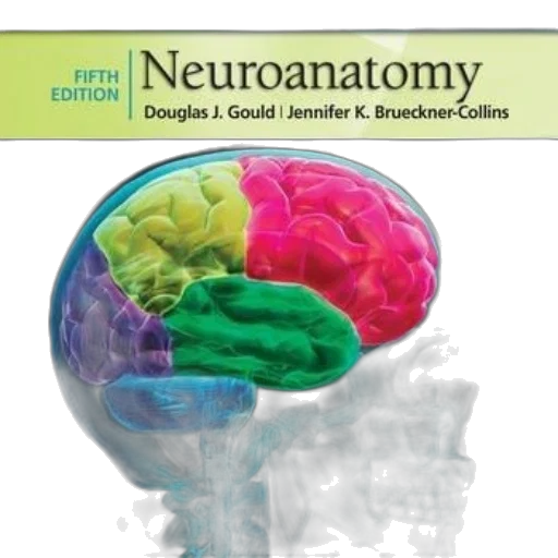 high, yield, neuroanatomy, fifth transparent PNG cut-out