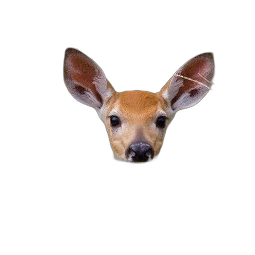 animal, creature, face, mask transparent PNG cut-out