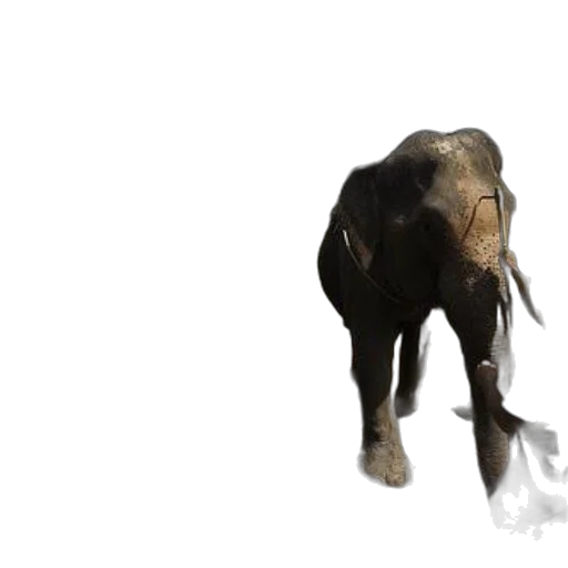 animal, creature, staff, weapon transparent PNG cut-out