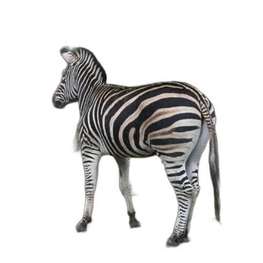 animal, creature, furniture, staff transparent PNG cut-out