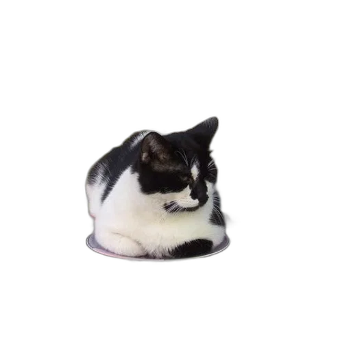 hat, animal, crown, creature transparent PNG cut-out