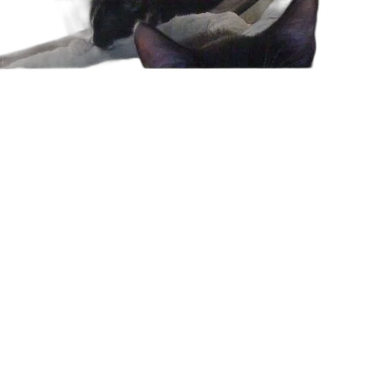 animal, dragon, creature, staff transparent PNG cut-out