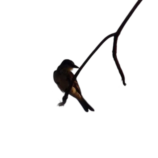staff, animal, creature, dragon transparent PNG cut-out