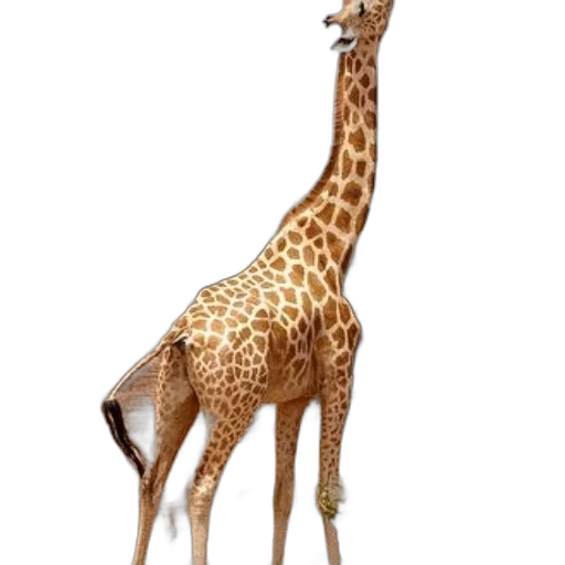 animal, creature, staff, hat transparent PNG cut-out