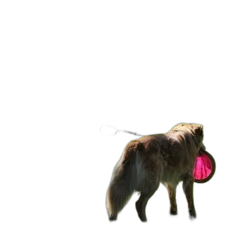 animal, creature, staff, hair transparent PNG cut-out