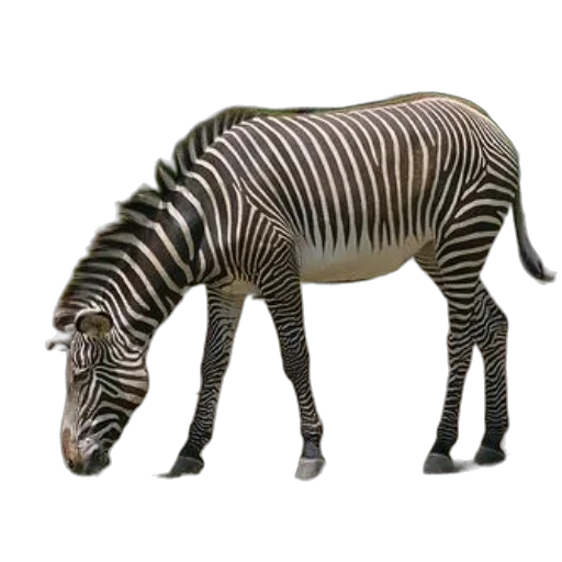 animal, creature, staff, weapon transparent PNG cut-out