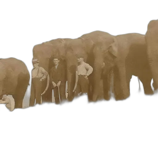 animal, staff, creature, weapon transparent PNG cut-out