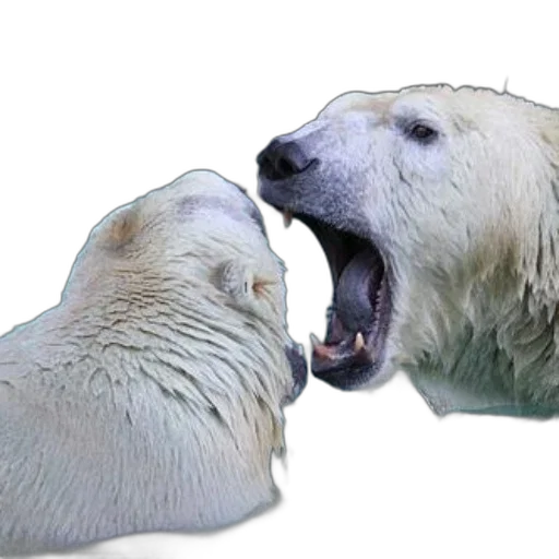 animal, creature, food, face transparent PNG cut-out