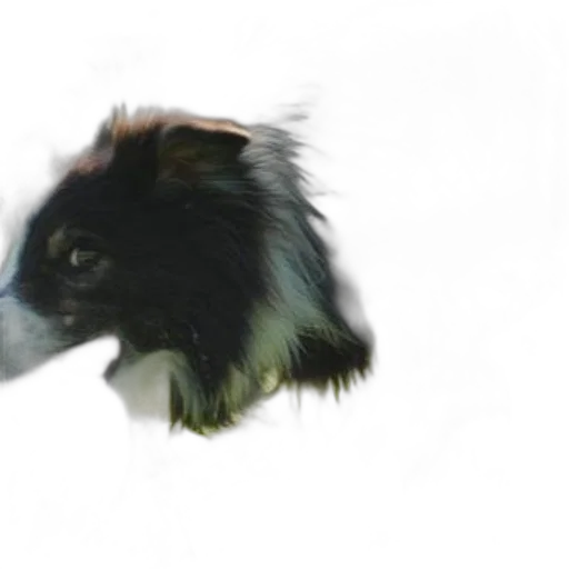 animal, dragon, creature, hair transparent PNG cut-out