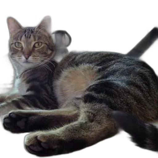 animal, creature, staff, weapon transparent PNG cut-out