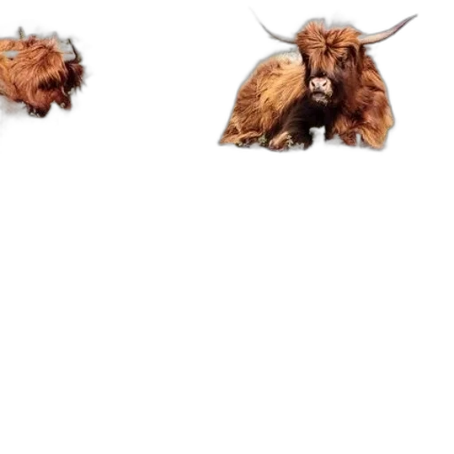 animal, dragon, creature, hair transparent PNG cut-out
