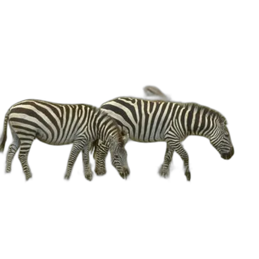 animal, jewelry, creature, furniture transparent PNG cut-out