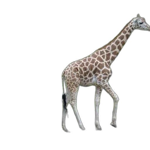 animal, creature, staff, jewelry transparent PNG cut-out