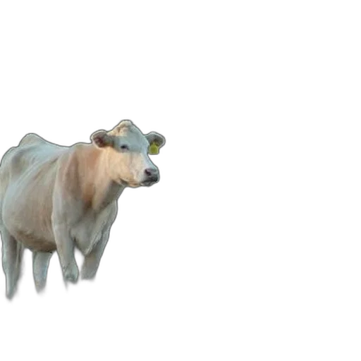 animal, creature, jewelry, food transparent PNG cut-out